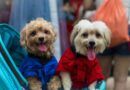 Llega la segunda edición de la Feria Municipal de Mascotas