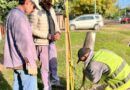 Se inició la plantación de Lapachos Amarillos