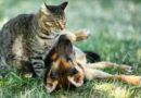 Atención veterinaria móvil: cronograma para el mes de mayo