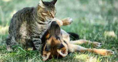Atención veterinaria móvil: cronograma para el mes de mayo