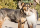 Cronograma y servicios de Protección Animal para mayo