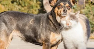 Cronograma y servicios de Protección Animal para mayo